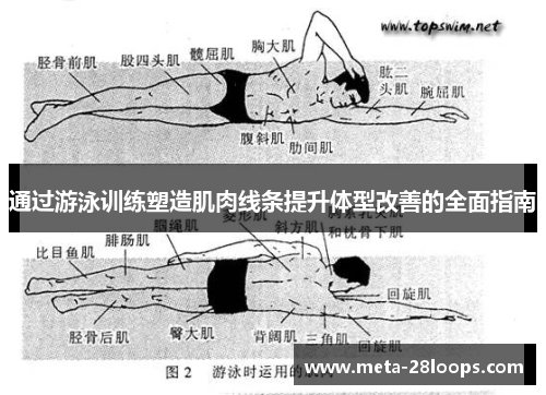 通过游泳训练塑造肌肉线条提升体型改善的全面指南